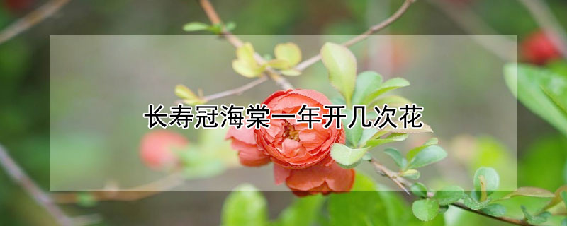 長壽冠海棠一年開幾次花