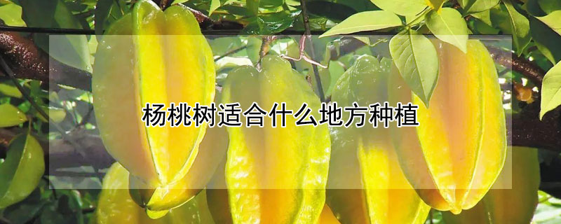 楊桃樹適合什麼地方種植