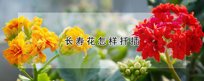 長壽花怎樣扡插