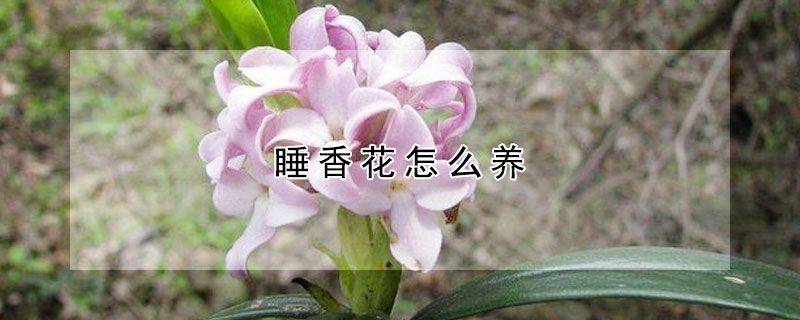 睡香花怎麼養