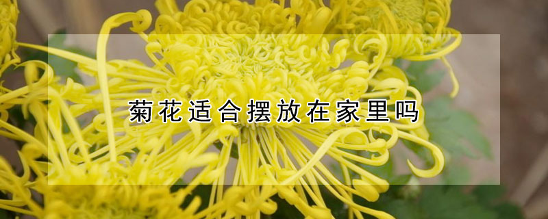 菊花適合擺放在家裏嗎