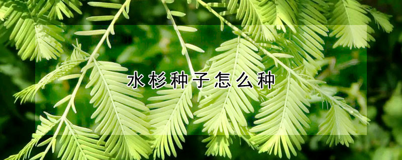 水杉種子怎麼種