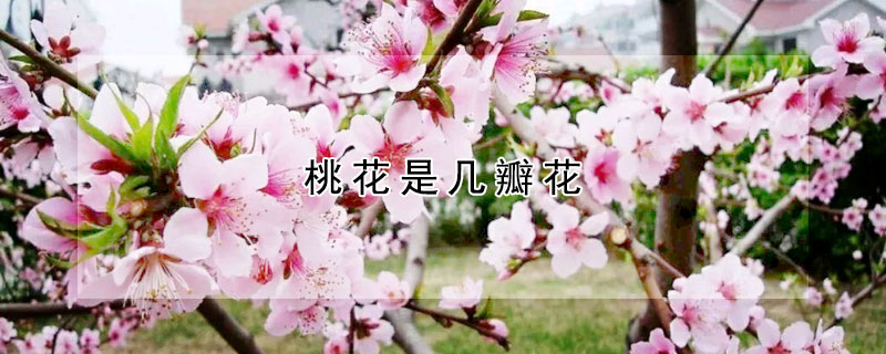 桃花是幾瓣花