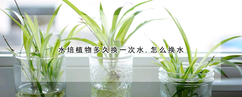 水培植物多久換一次水,怎麼換水