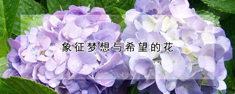 象征夢想與希望的花