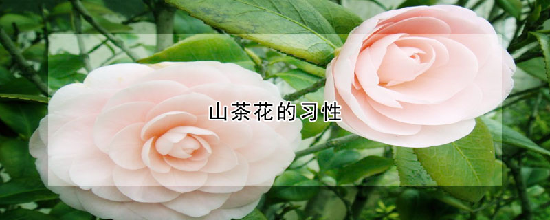 山茶花的習性