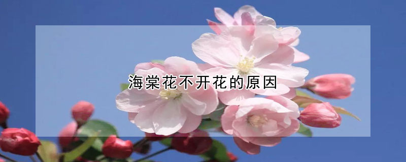 海棠花不開花的原因