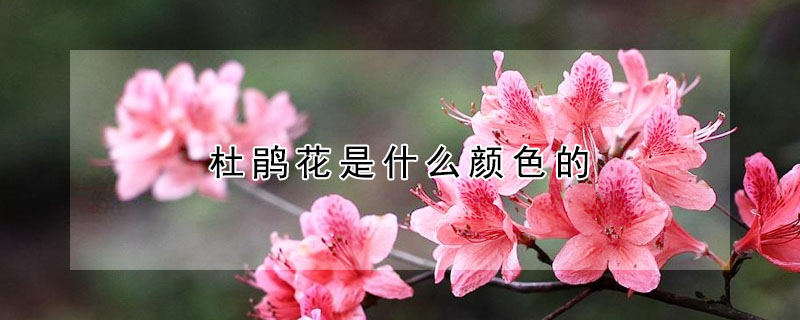 杜鵑花是什麼顏色的