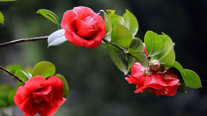 四季紅山茶花怎麼養