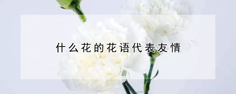 什麼花的花語代表友情