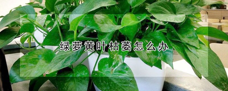 綠蘿黃葉枯萎怎麼辦