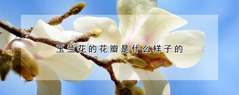 玉蘭花的花瓣是什麼樣子的