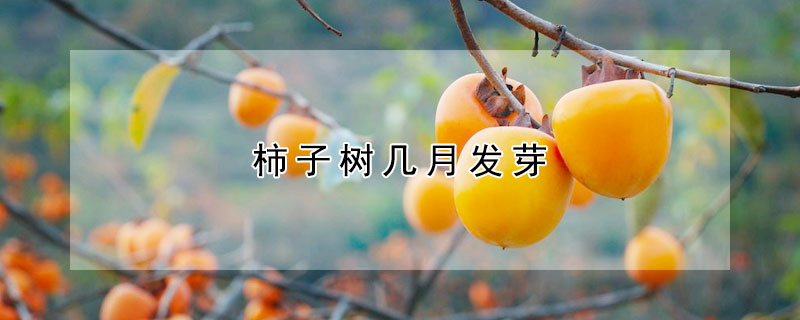 柿子樹幾月發芽