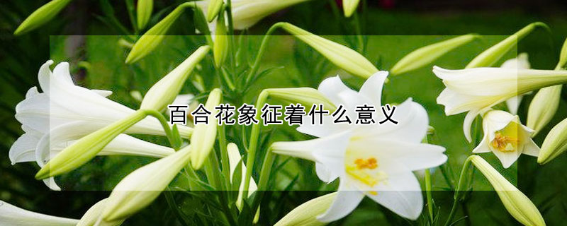 百合花象征著什麼意義