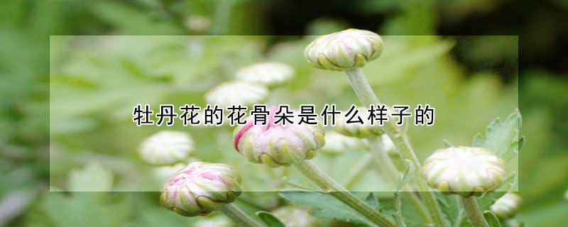 牡丹花的花骨朵是什麼樣子的