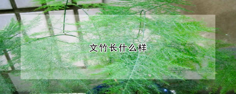 文竹長什麼樣