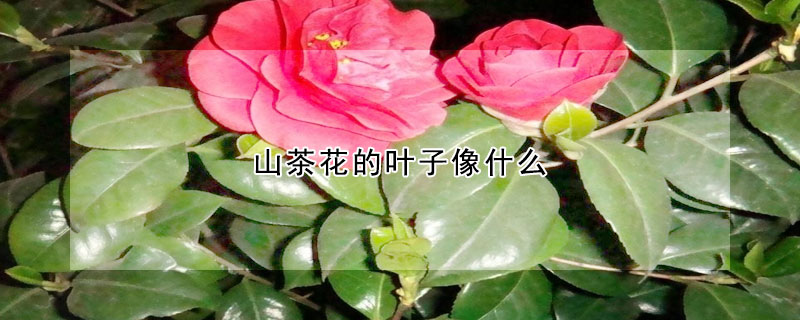 山茶花的葉子像什麼