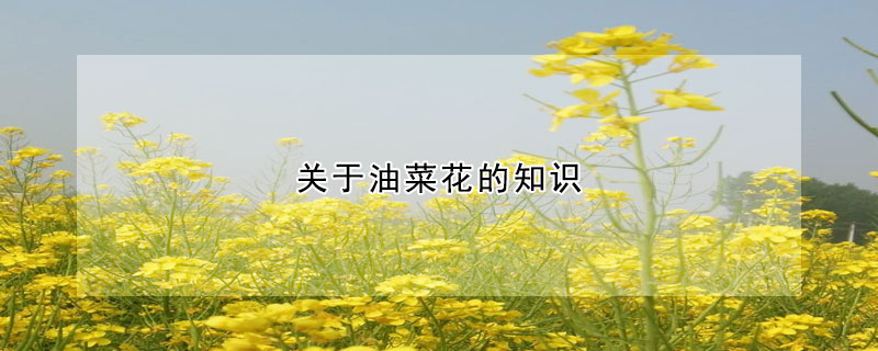 關於油菜花的知識