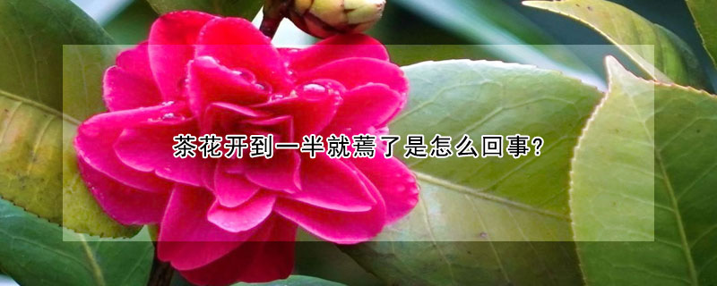 茶花開到一半就蔫了是怎麼回事?