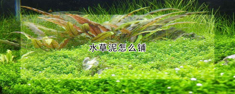 水草泥怎麼鋪