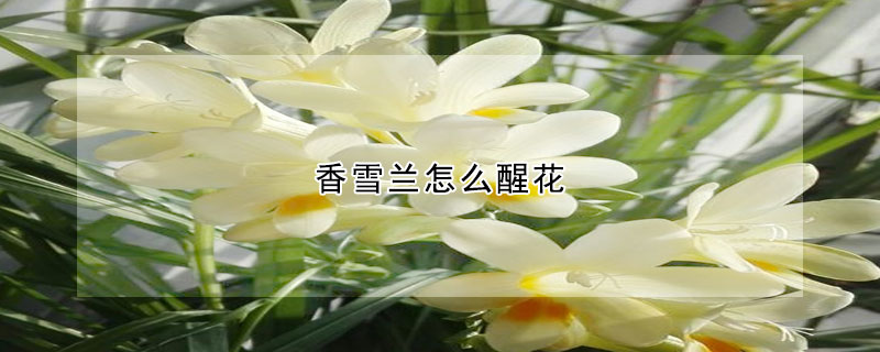 香雪蘭怎麼醒花