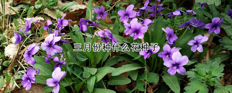 三月份種什麼花種子