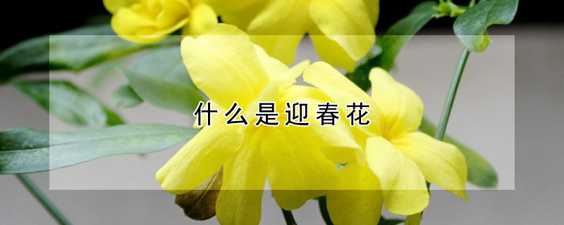 什麼是迎春花