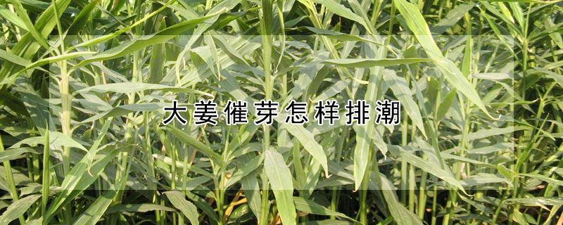 大薑催芽怎樣排潮