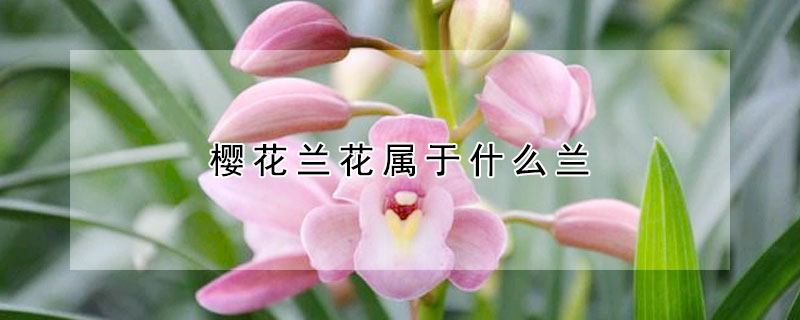 櫻花蘭花屬於什麼蘭