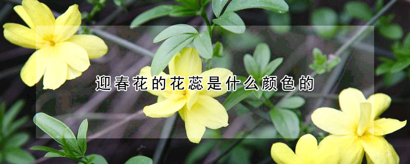 迎春花的花蕊是什麼顏色的