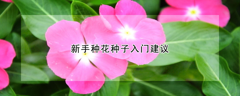 新手種花種子入門建議