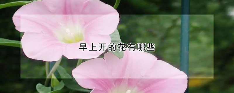 早上開的花有哪些