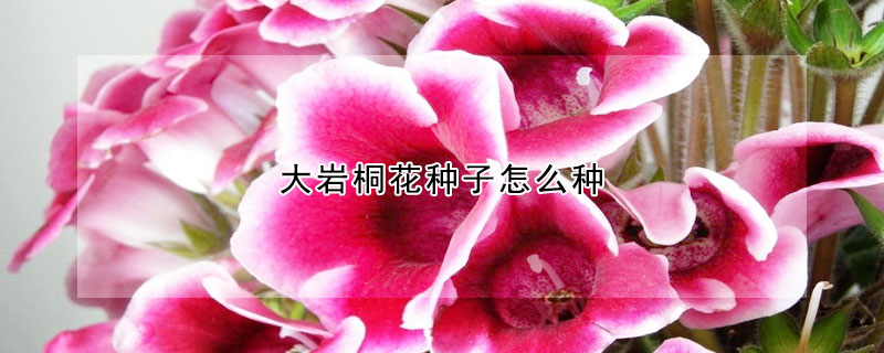 大岩桐花種子怎麼種