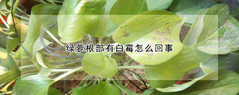 綠蘿根部有白黴怎麼回事