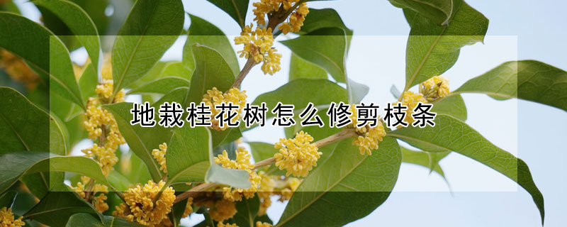 地栽桂花樹怎麼修剪枝條