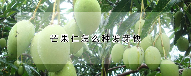 芒果仁怎麼種發芽快