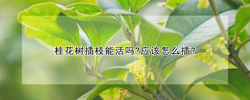 桂花樹插枝能活嗎?應該怎麼插?