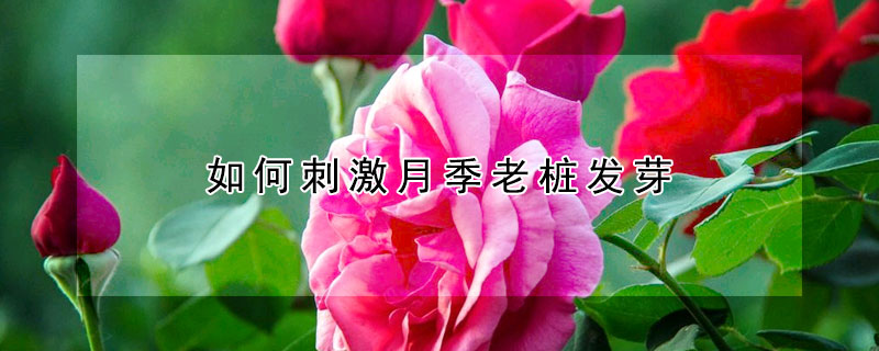 如何刺激月季老樁發芽