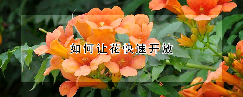 如何讓花快速開放