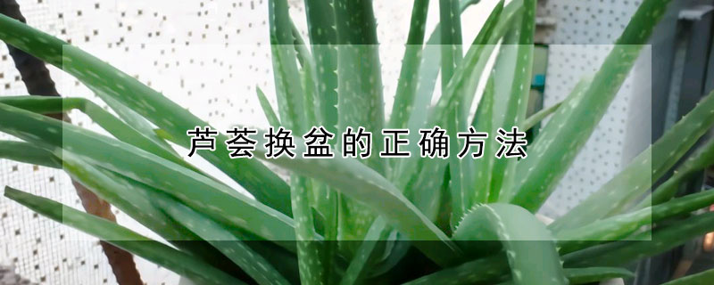 蘆薈換盆的正確方法