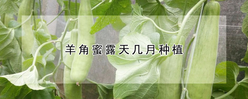 羊角蜜露天幾月種植