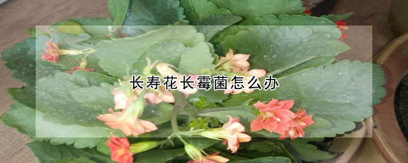 長壽花長黴菌怎麼辦