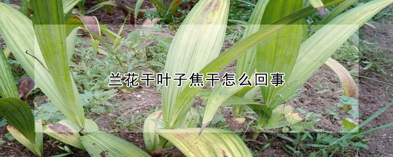 蘭花幹葉子焦幹怎麼回事