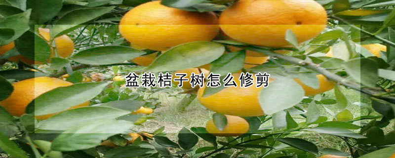 盆栽桔子樹怎麼修剪