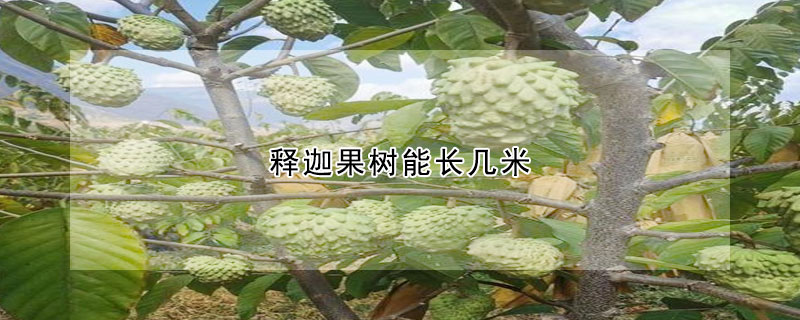 釋迦果樹能長幾米