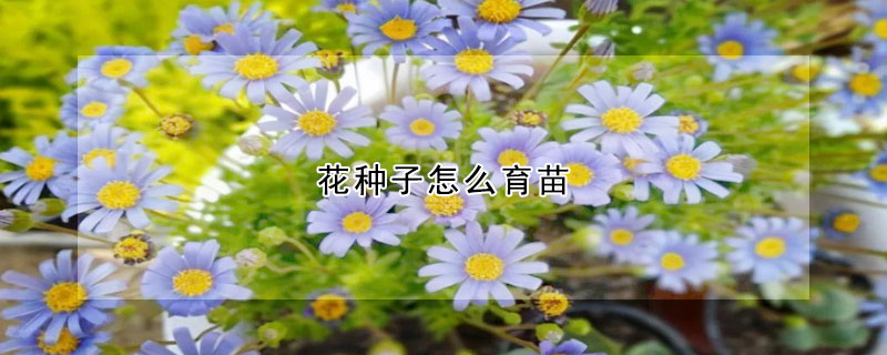 花種子怎麼育苗