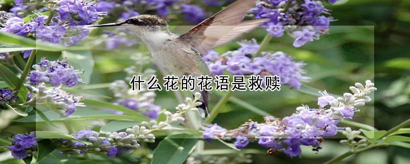 什麼花的花語是救贖