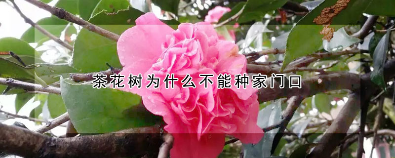 茶花樹為什麼不能種家門口