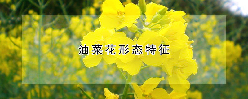 油菜花形態特征