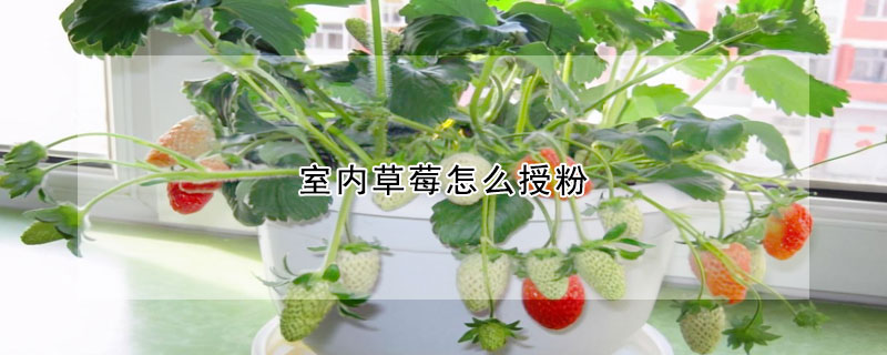 室內草莓怎麼授粉